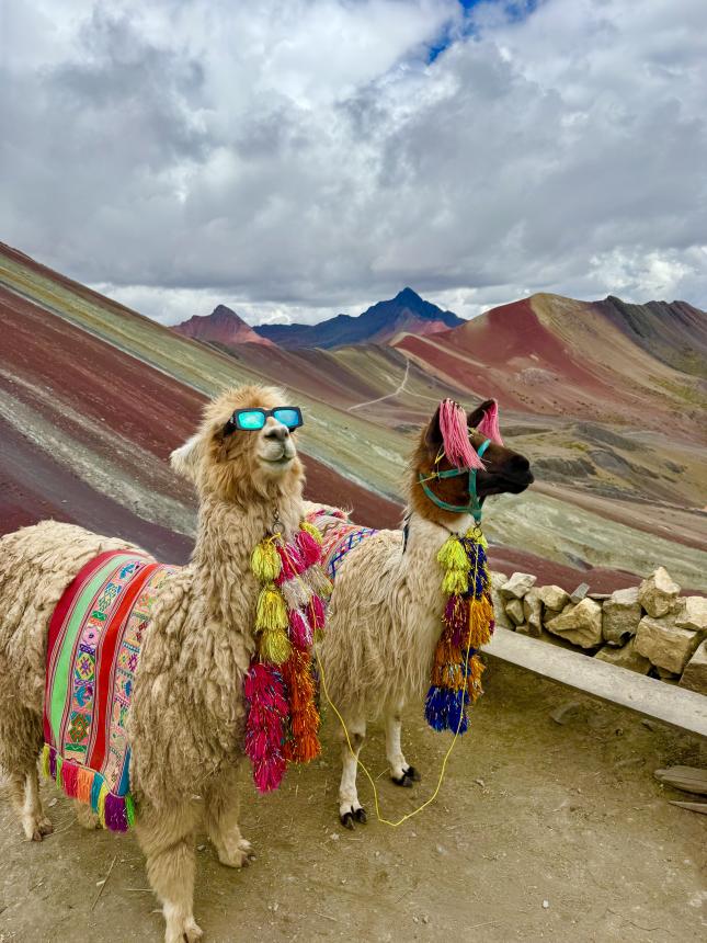 Two alpacas dressed to impress