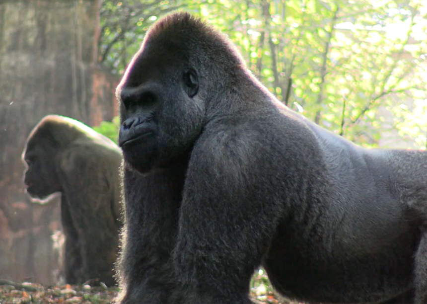 Silverback Gorillas at Zoo Atlanta