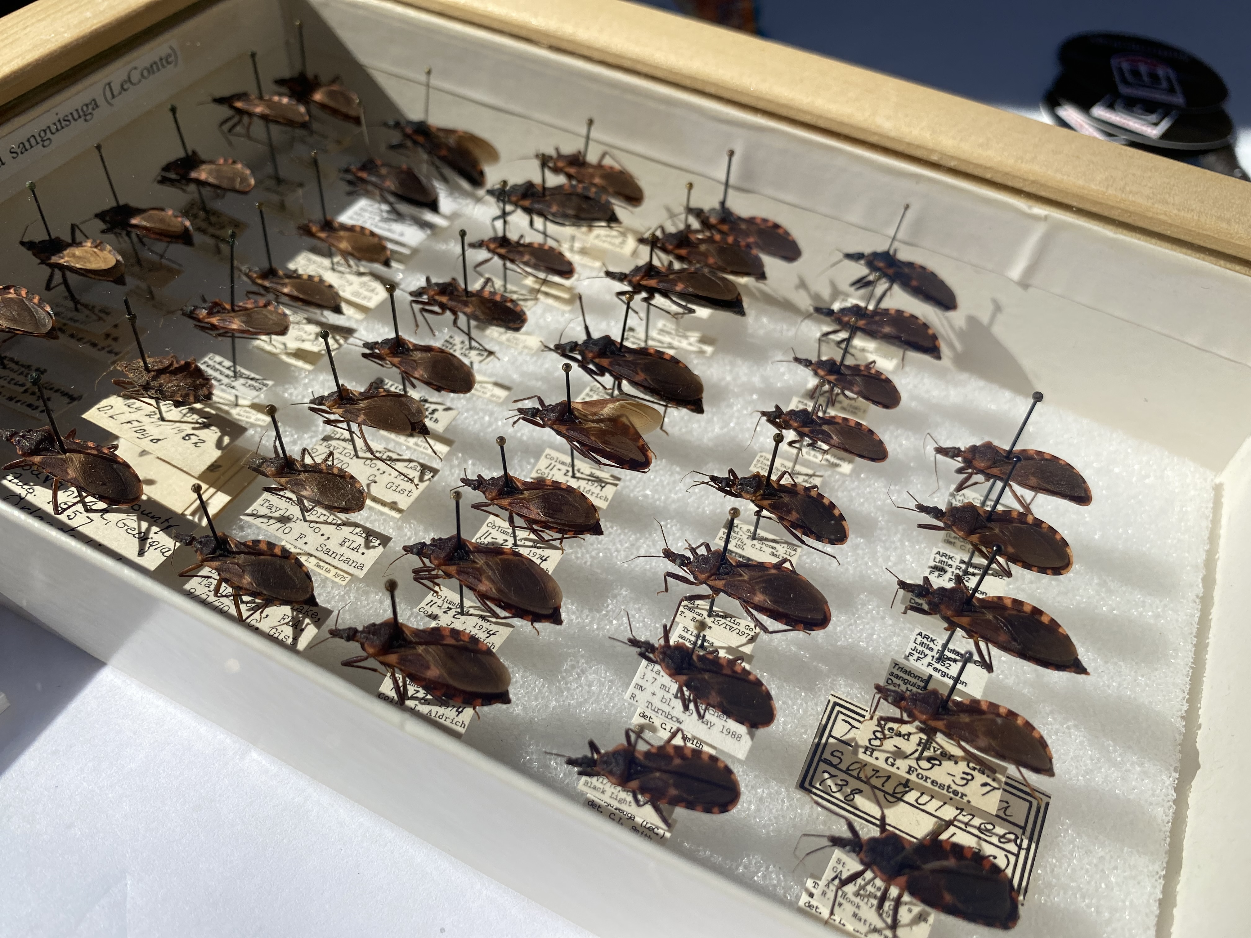 kissing bugs