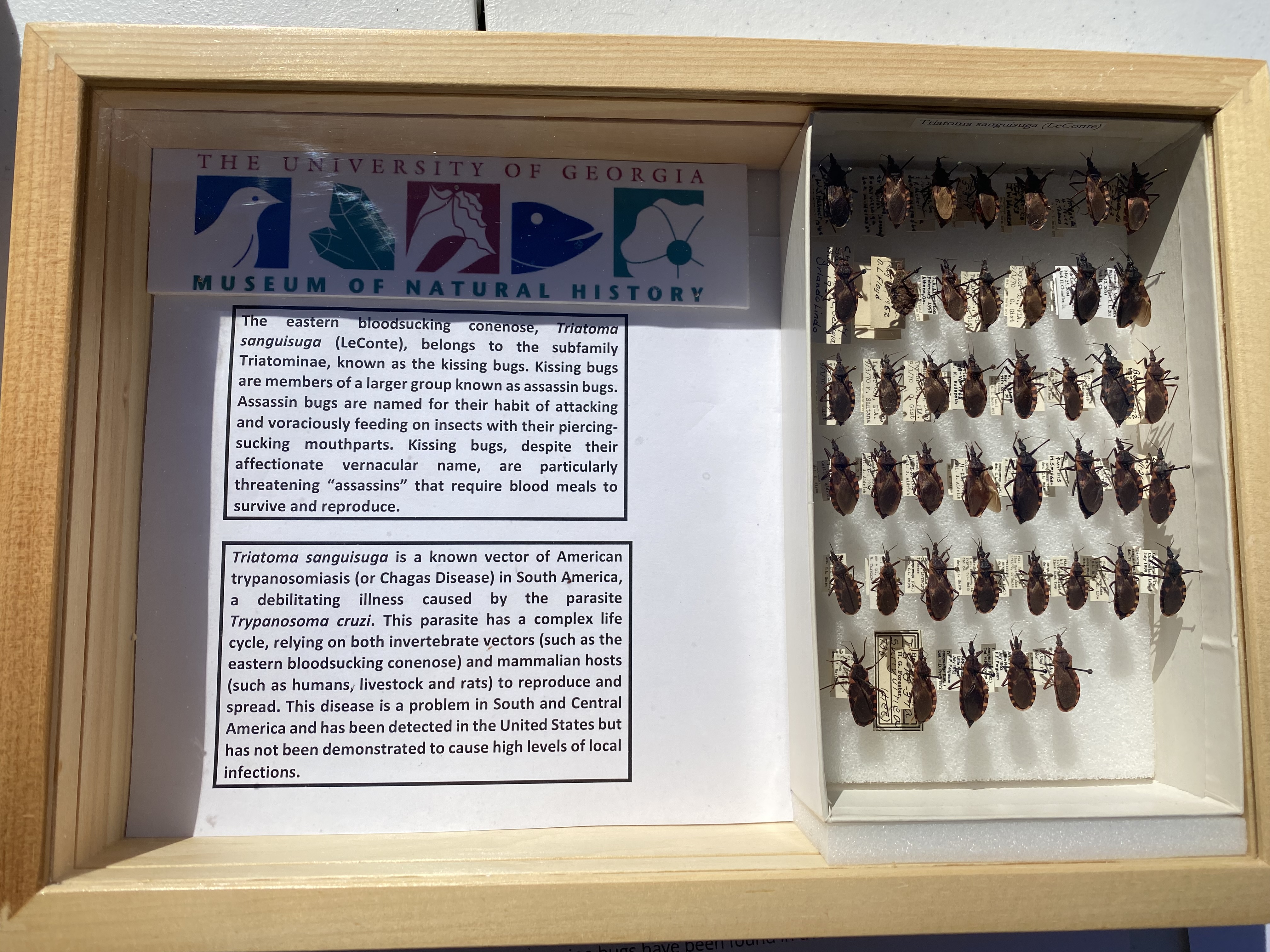 kissing bugs