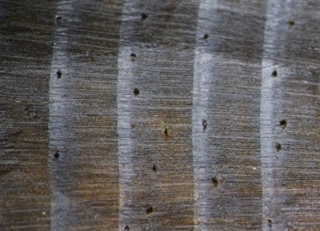 tree rings