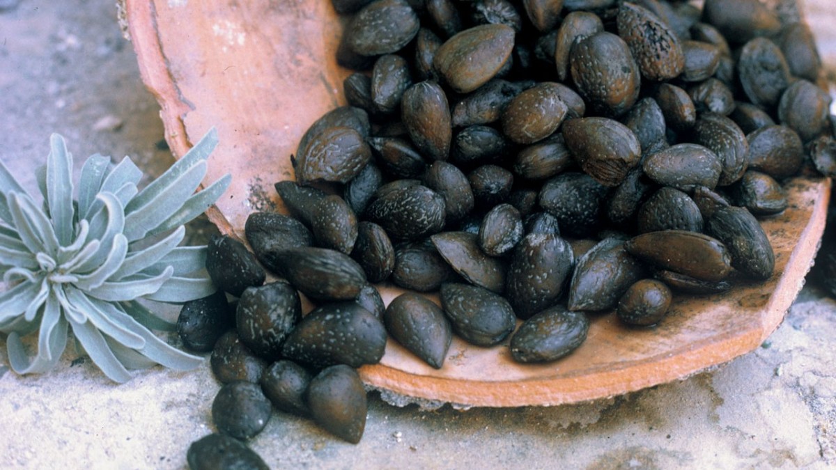 almonds from the shipwreck