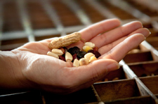 Seeds in a hand