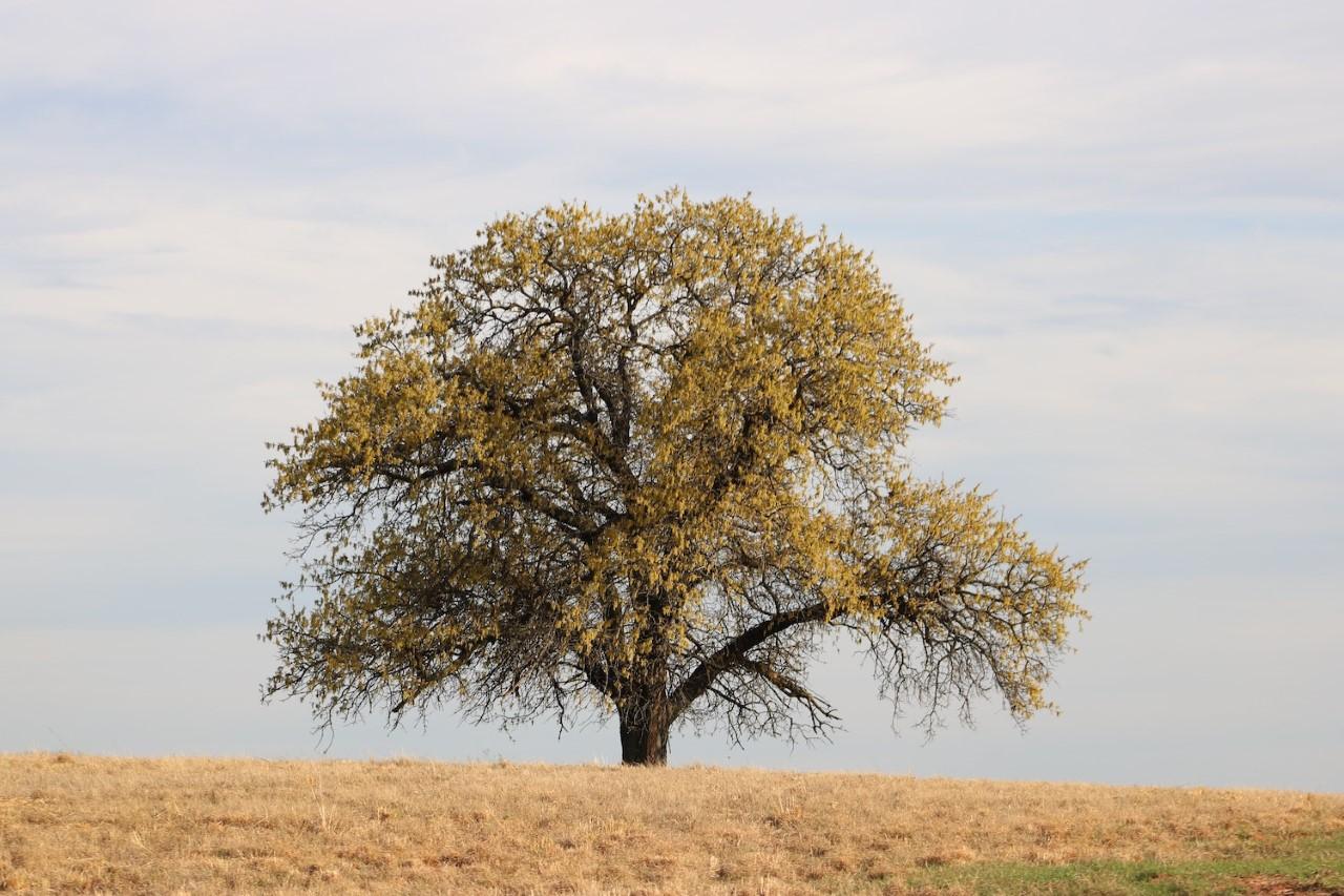 Anya Jaye Lesser’s “This Land is Your Land, This Land is My Land: An Analysis of the Supreme Court Ruling in Carpenter V. Murphy (2020)”