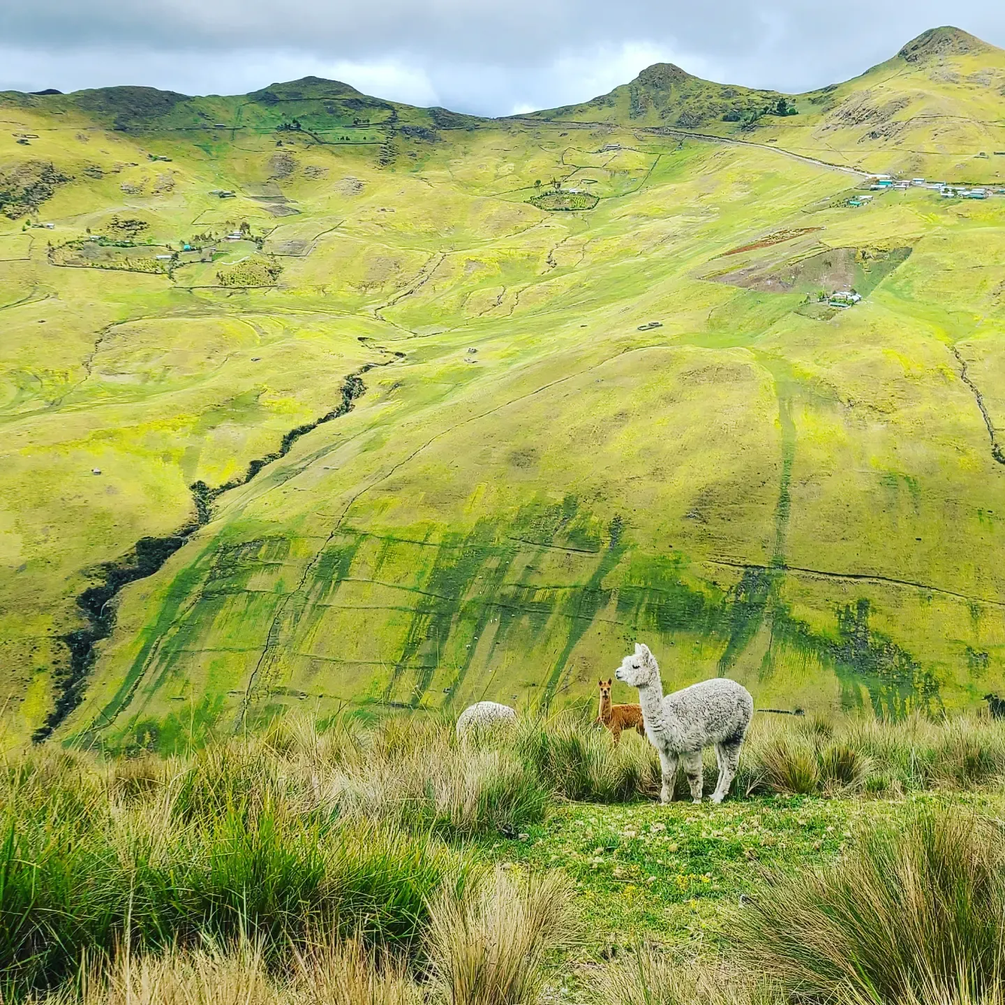 "Alpacas in the chakras" -Katie Foster, Graduate 2nd Place