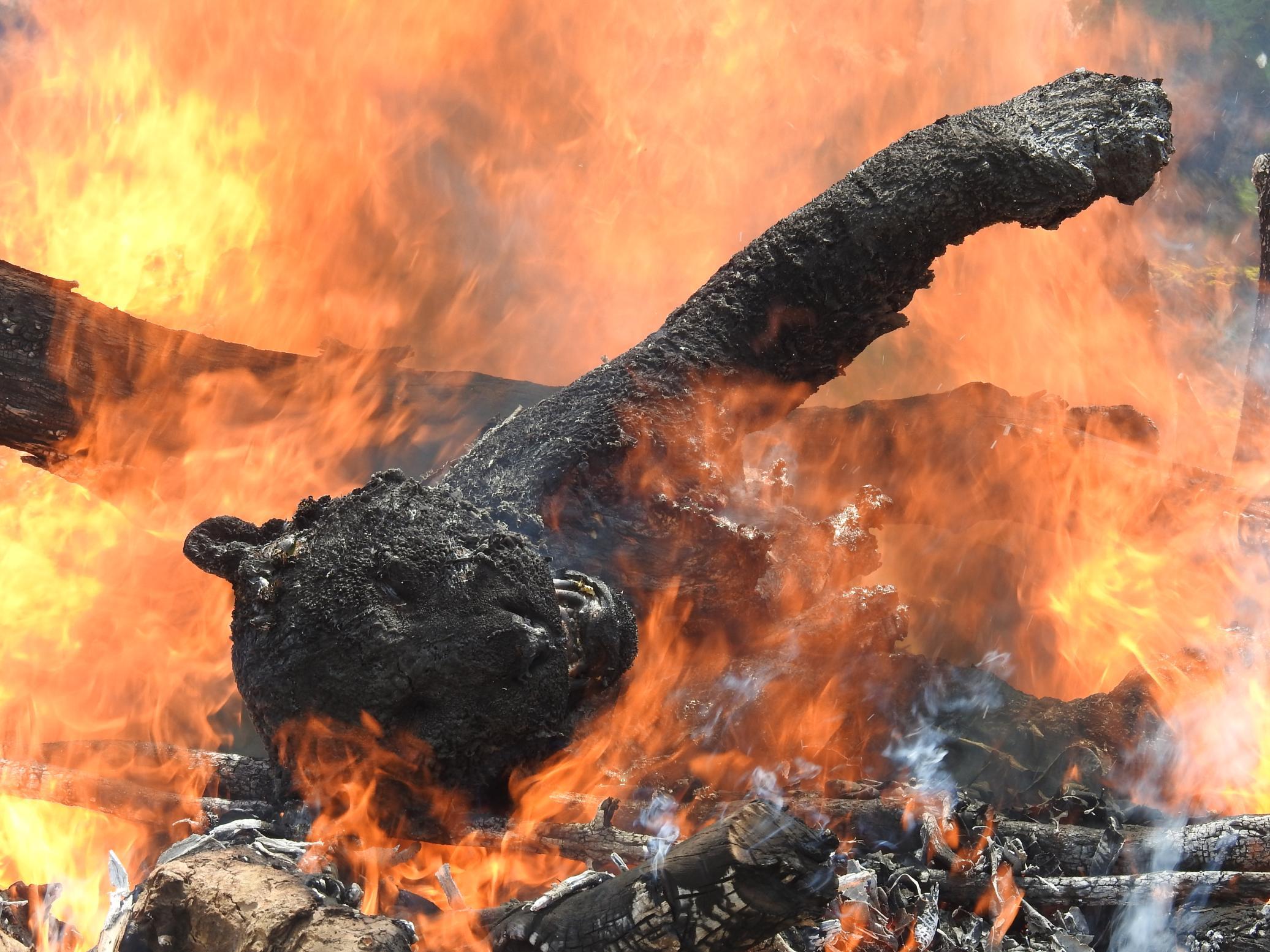 "Death of a Tiger: Performing Tiger Cremation as per the Hindu rituals in Madhya Pradesh, India" -Amit Kaushik, Graduate 1st Place