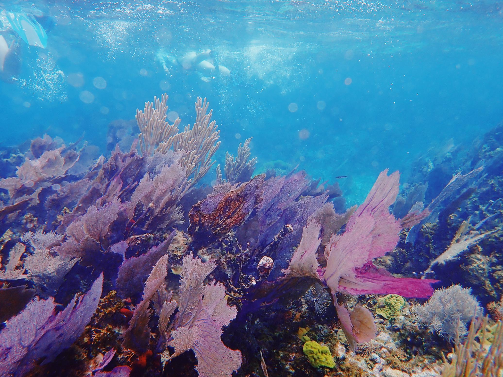 "I took this while snorkeling in Belize as part of a conch population and habitat study."-Kate Pitts