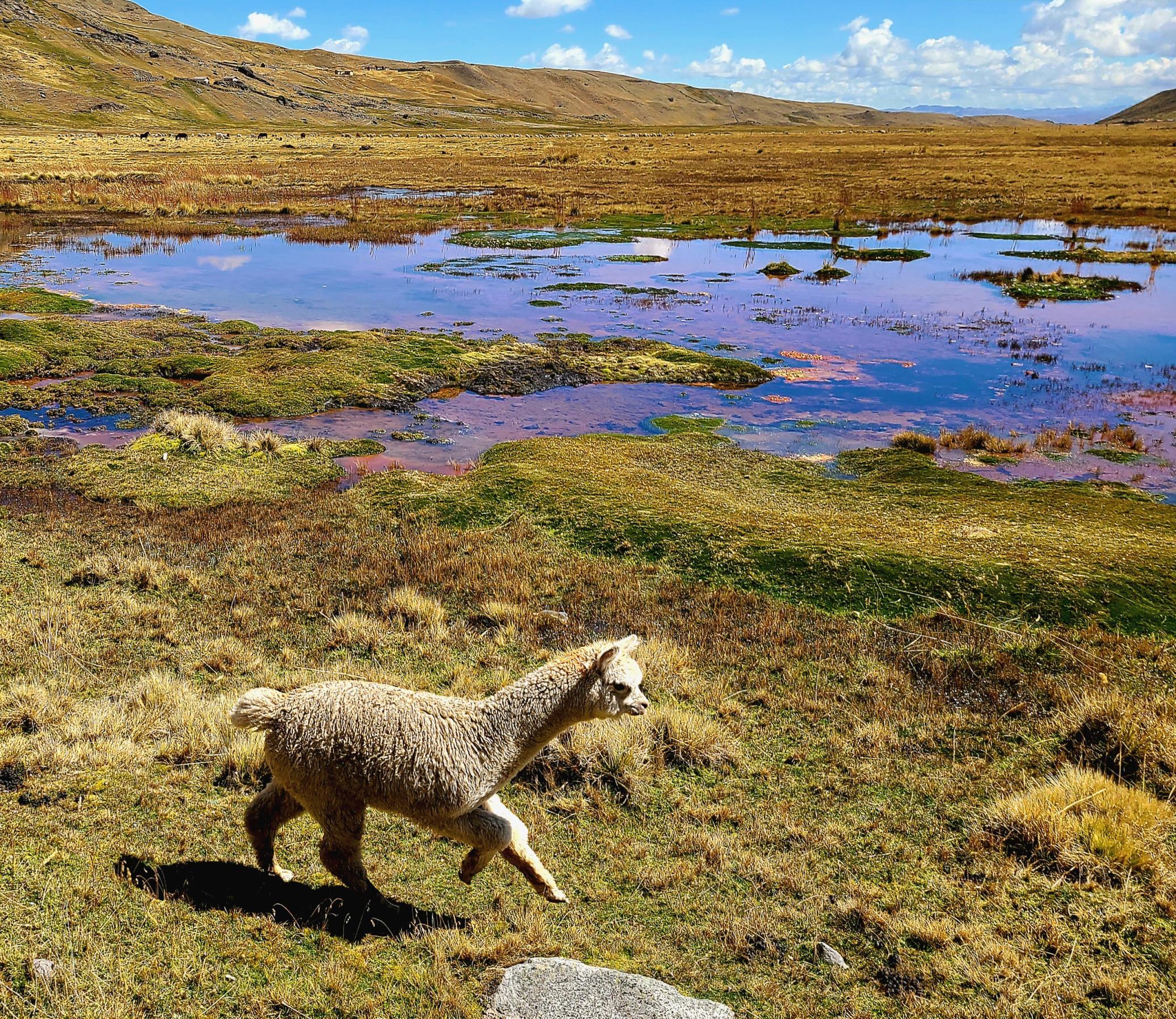 Katie Foster: Galloping alpaca: one of the two domesticated camelids of South America, alpacas are raised for their soft wool and meat in the high alpine zones of the Andes.