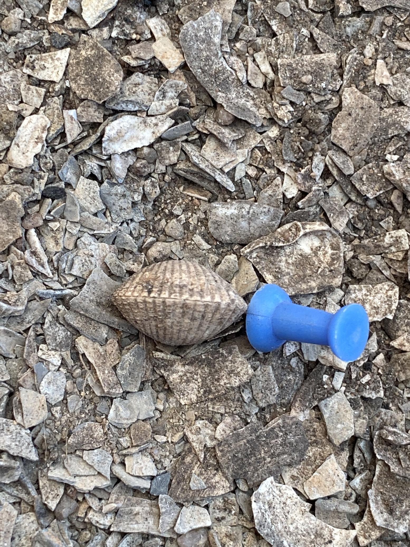 Eric Newman: Intact Clam shell located in Neolithic Site Shell Midden, Muge, Portugal