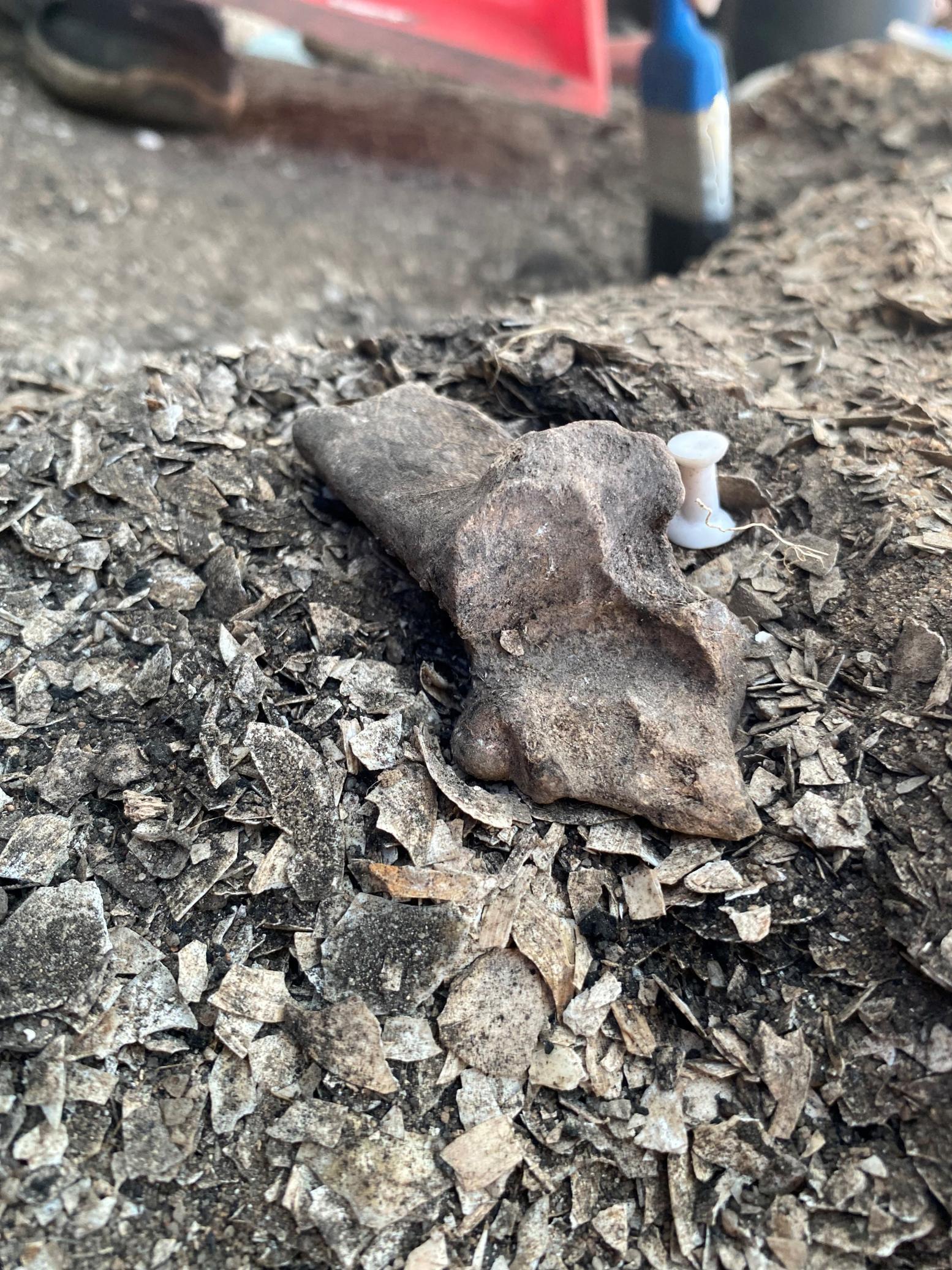 Eric Newman: Unidentified Calcaneus excavated in Neolithic Site Shell middle in Muge, Portugal