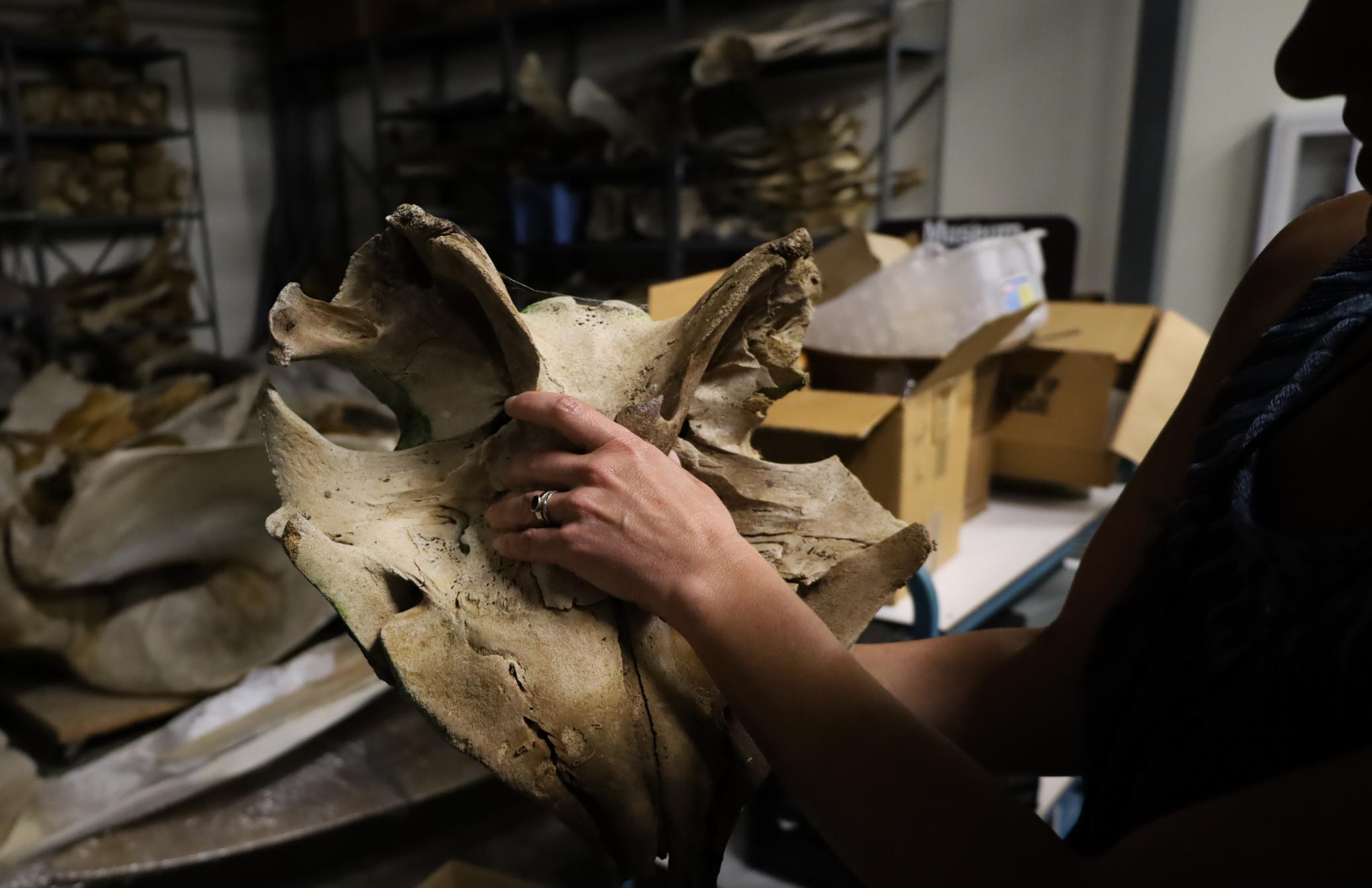 Liz Rymarev: For my Introduction to Photojournalism class, I shadowed Nicole Ponzter, the collections manager for the ichthyology and coral department at the Georgia Natural Museum of History and I learned what she does on a day-to-day basis. Part of her job is to accession items into the museum's collection, like the whale skull she is holding in the photo on Wednesday, April 5, 2023. (Photo/Liz Rymarev)