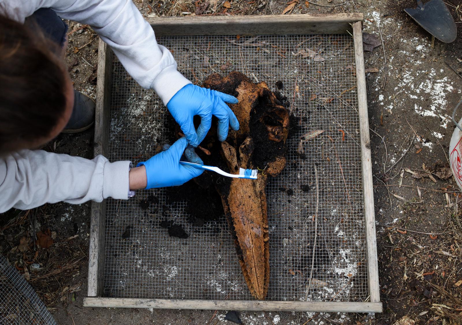 Liz Rymarev: For my Introduction to Photojournalism class, I shadowed Nicole Pontzer, Georgia Museum of Natural History’s ichthyology and coral departments collection manager, while she was working on digging up beached whale and dolphin bones. In this photo, she is brushing away dirt from a dug-up dolphin skull at the dig site in Athens, Georgia on Thursday, April 13, 2023. (Photo/Liz Rymarev)