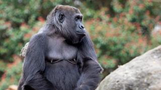 Image of Sukari, a western lowland gorilla at Zoo Atlanta