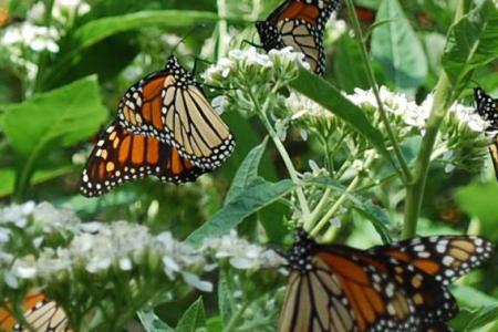 Monarch Butterflies