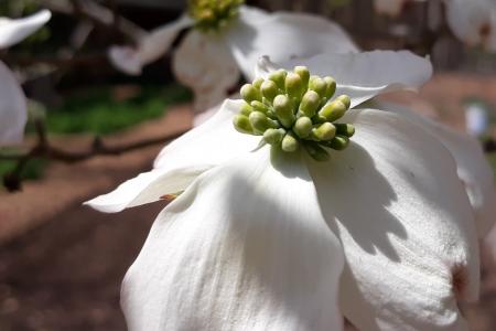 Dogwood