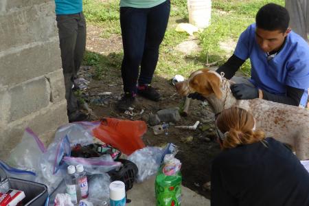 Members of the zoonotic disease research team take blood samples from a dog