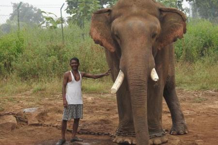 man and elephant