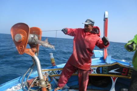 A fish caught using longline gear, which will be sold in local markets (Image: WWF-Pakistan)