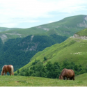 Typical upland pastures in Larrau showing treeline around 1200 m asl