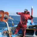 A fish caught using longline gear, which will be sold in local markets (Image: WWF-Pakistan)