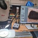 The dissected outermost two rings of the elm sample